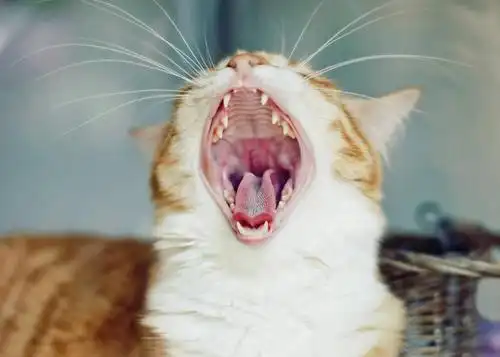 横图,室外,特写,白天,宠物,猫,澳大利亚,动物,打哈欠,张嘴,家畜,可爱