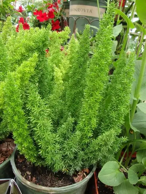 天门冬图片及类型(非常小众的狐尾天门冬盆栽介绍)