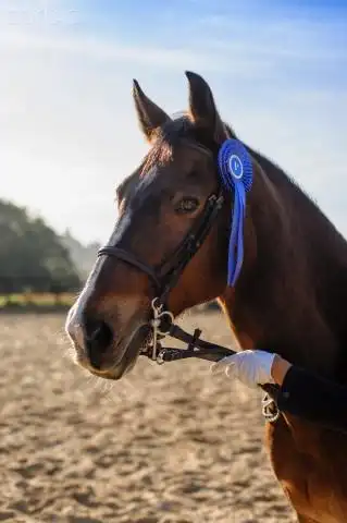 horse wearing blue ribbon