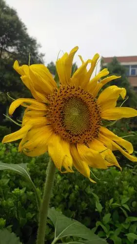 怒放的生命——做一朵向日葵,面朝太阳,心纳阳光.