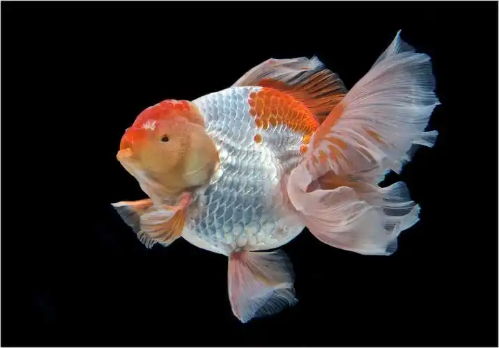 百褶泰狮金鱼精品活鱼进口f1泰狮红白菠萝泰师百褶裙好养包活国粹水木