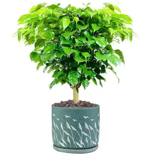 绿宝幸福树盆栽室内客厅植物好养四季常青发财树绿植