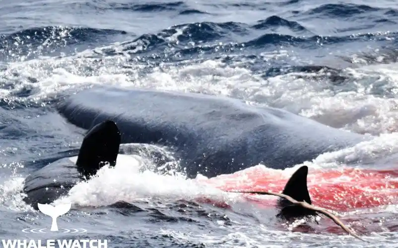 虎鲸捕食15m蓝鲸