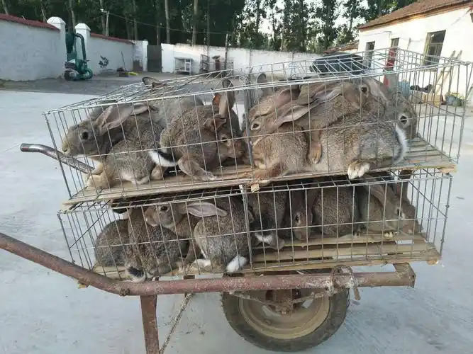 肉兔养殖暴利内幕分析,养兔子还能这么赚钱