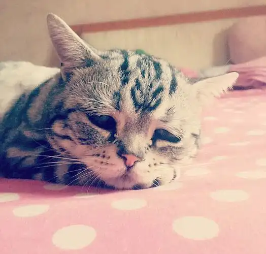 装可怜也没用!～╮(╯_╰)╭〔by卡布…-堆糖,美好生活研究所