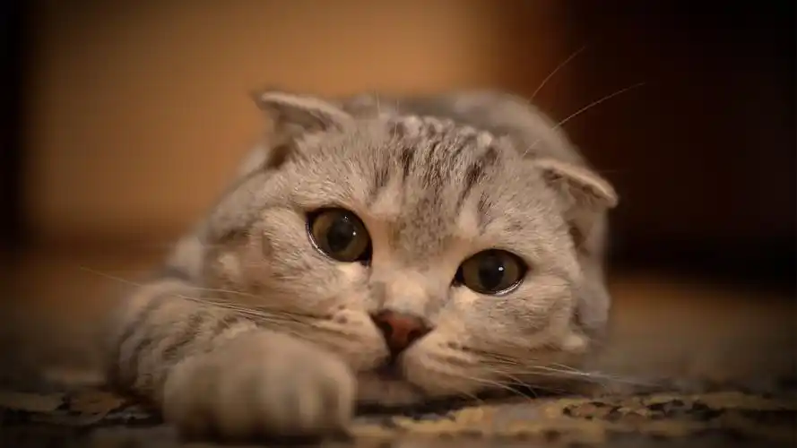 猫咪手机咔嚓照(新添:手机的hdr