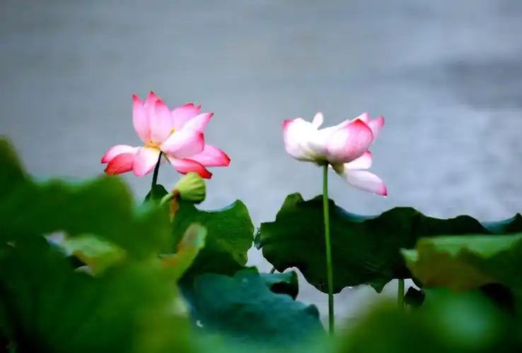 韵还会依旧,炽热下的荷花会变得更加坚韧,掠过农村的故事,城市的风景