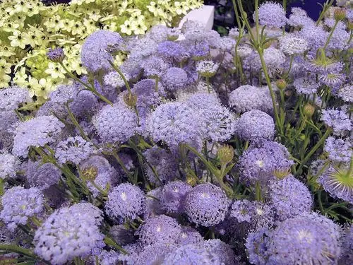 几禾花舍日签丨10月30日 幸运—翠珠花