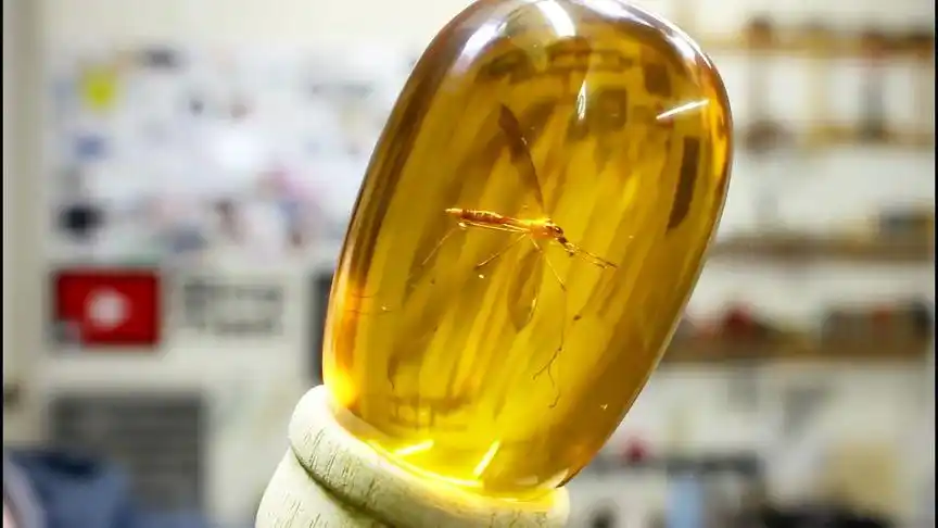 外国小伙制作逼真蚊子琥珀!网友:侏罗纪公园道具这么来的?