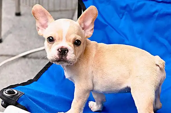 可爱狗狗图片图片