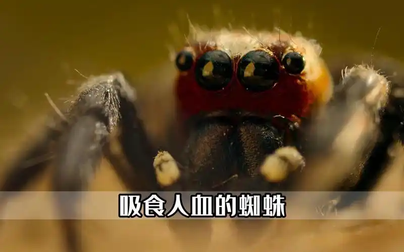吸血鬼蜘蛛吸食人血求偶