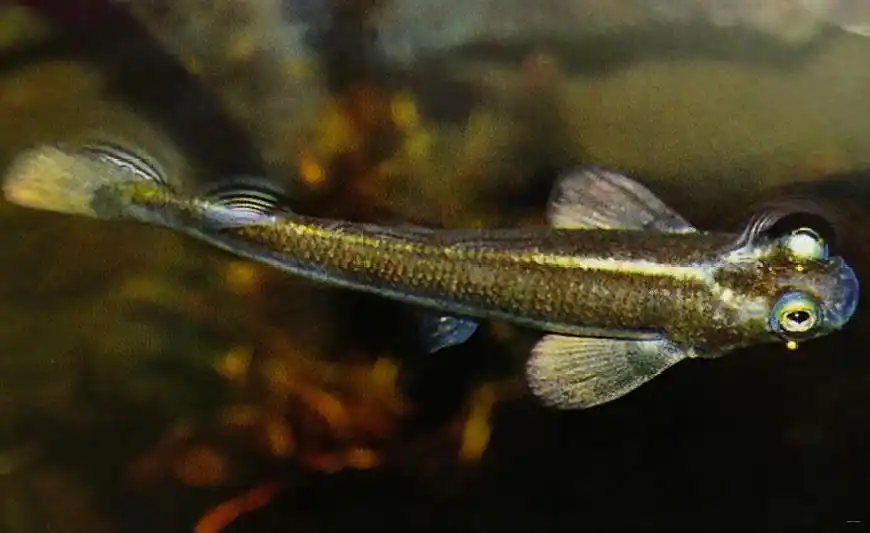 四眼鱼,见过"四只眼睛"的观赏鱼吗?眼睛像蛙眼