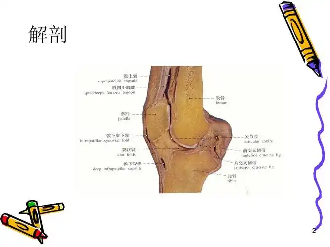 膝滑膜炎诊治ppt