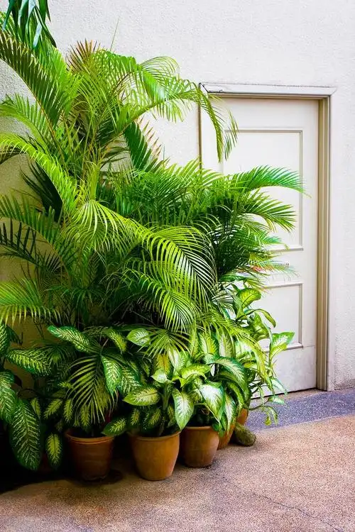 家庭植物装饰美学:如何用绿植点缀空间,增添生活情趣