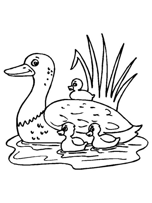 鸭子怎么画鸭子怎么画简单又漂亮