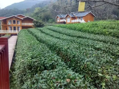 文县碧口马家山茶叶