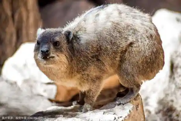 虽然这货长得像一只土拨鼠,然而这两颗尖牙还是暴露了它其实是大象的