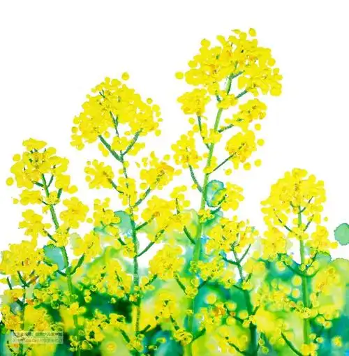 儿童画教程春季自然美学课程正是油菜花开时