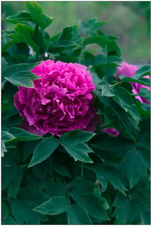 百花之王--牡丹