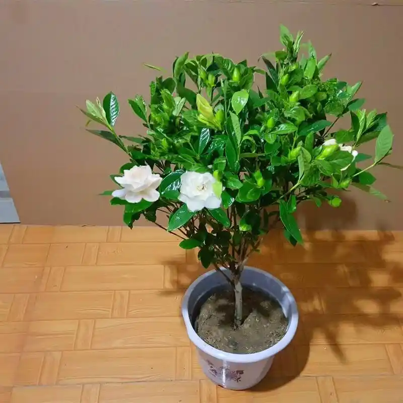 大叶栀子花与小叶栀子花的区别(大叶栀子花与小叶栀子花的区别是什么)