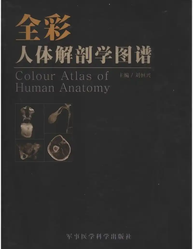 人体最好看的骨头—蝶骨 #无不良导向 #fyp #蝶骨#解剖 - 抖音