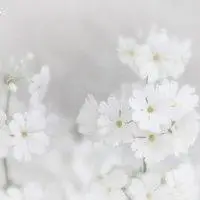 安静淡然的意境头像_微信头像图片大全