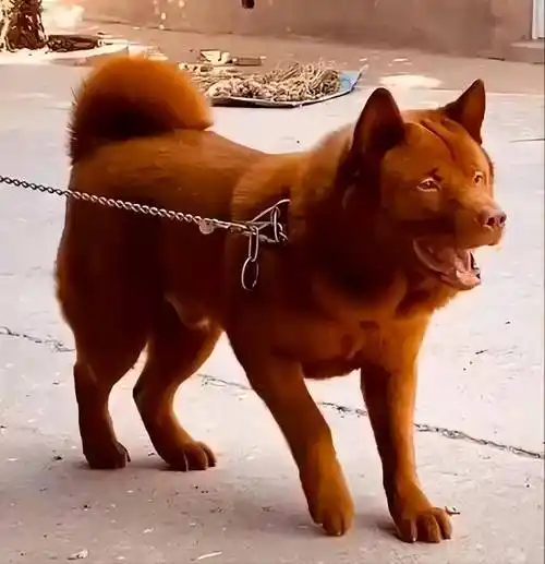 中国"唐狗"出圈世界赛,这四种中华田园犬近乎完美,却无人问津