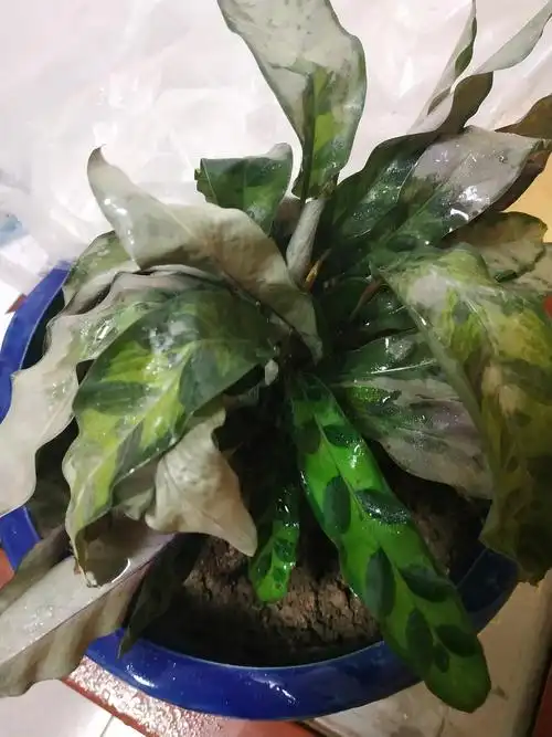 求助猫眼竹芋要死的感觉已解决