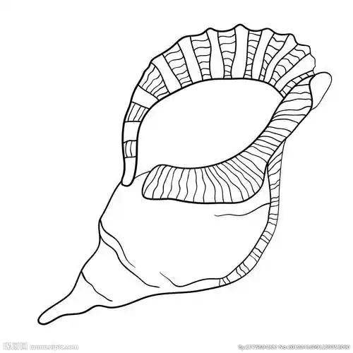 海螺简笔画 海螺简笔画可爱