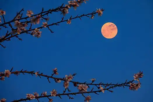 花好月圆图片_花好月圆图片大全_花好月圆图片下载