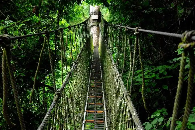 西双版纳望天树景区风光