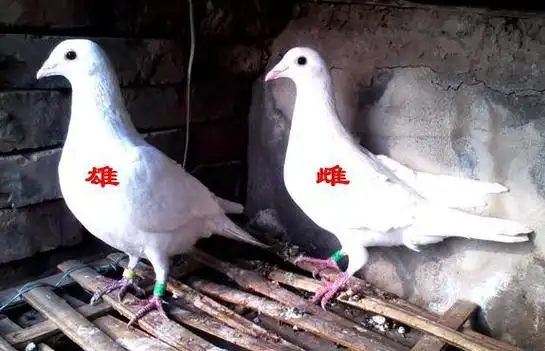 一只公鸽子可以和两只母鸽子配对吗
