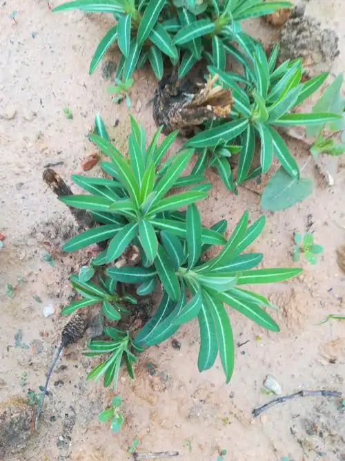 大戟(大戟科 大戟属 根入药,逐水通便,消肿散结,主治水肿,并有通经之