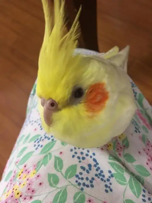 可爱动物康康我家腮红鸡