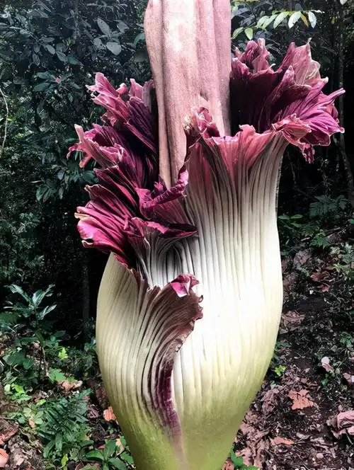 【世界上有什么奇怪的花图片大全】很少有人见过的20种花,长相奇特,每