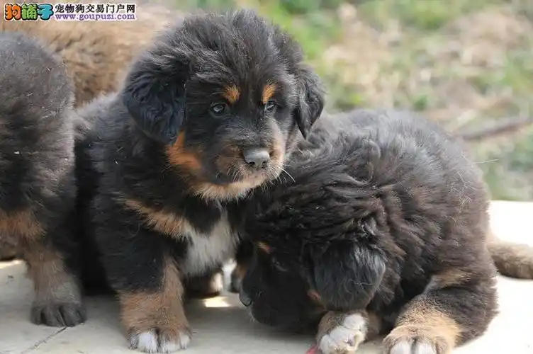 藏獒幼犬出售,品相好,一个半月,可实地看狗