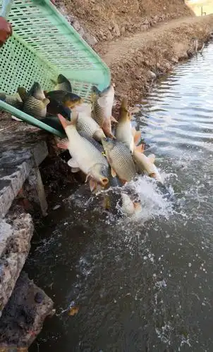 19. 纪实摄影 ------ 鱼塘放鱼 (手机拍摄) - 美篇