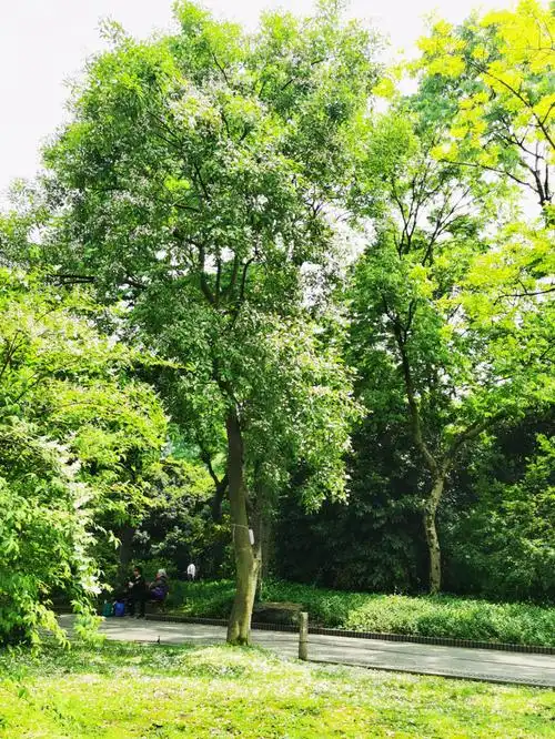 壁纸 树 1080_1439 竖版 竖屏 手机