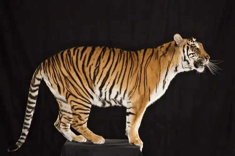 站着,摄影,影棚,观看,察看,关注,凶猛,残暴,凶残,老虎,站立,彩图,全身