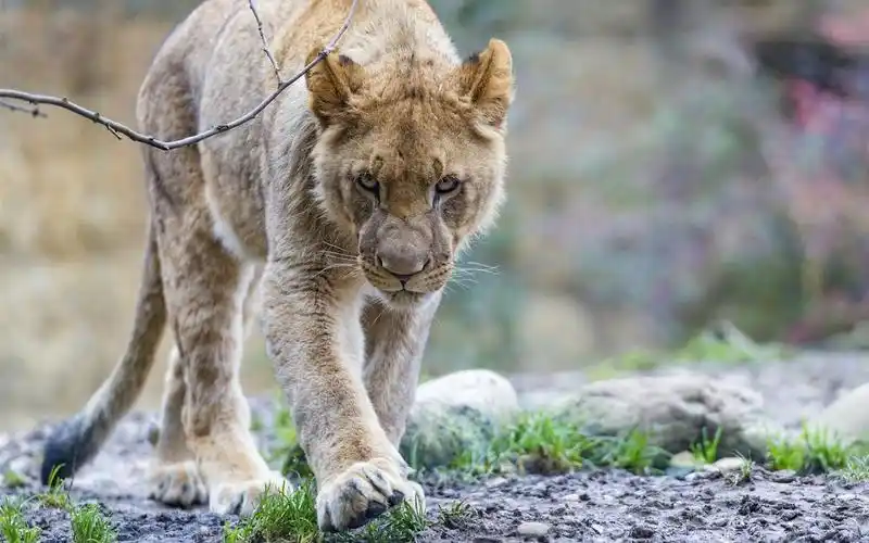 捕食者,幼小狮子步行 iphone 壁纸