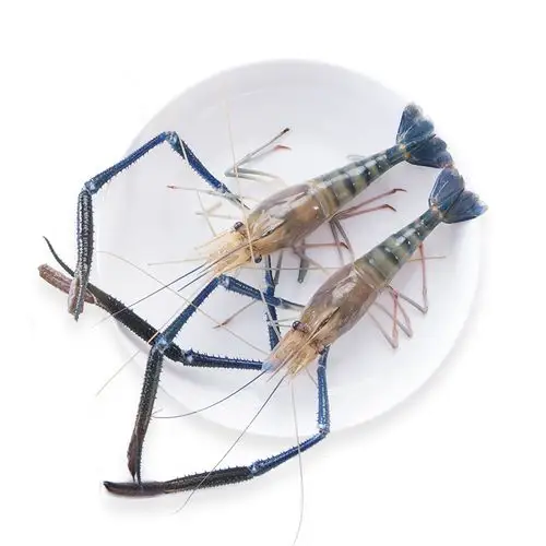 罗氏长臂活体淡水大头虾鲜活新鲜活水产海鲜同城活虾