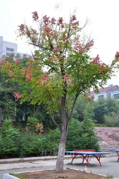 为何栾树有"亚洲宝树"之称