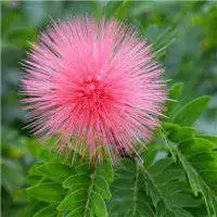 聚财好运吉祥花朵头像_微信头像图片大全