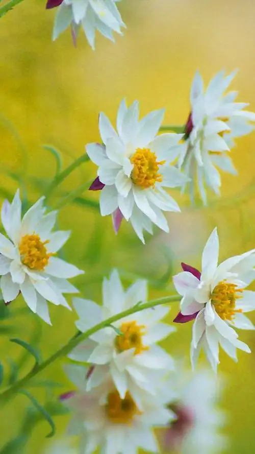 清新雅致唯美花卉图片手机壁纸