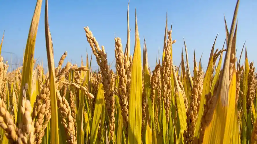 图片大全 自然风光 金色成熟稻田图片 > 金色成熟稻田图片 第4张