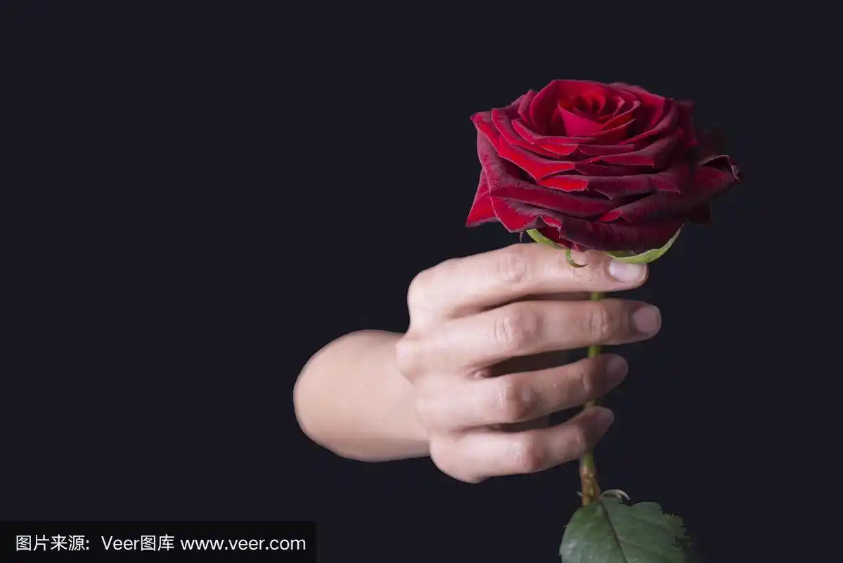 女性手持一朵红玫瑰花,背景为黑色.情人节的节日.
