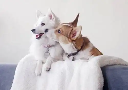 相依相偎超萌狗狗图册_亲密可爱汪星人