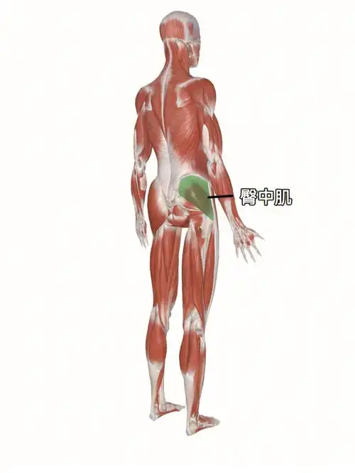 臀中肌之蚌式开合