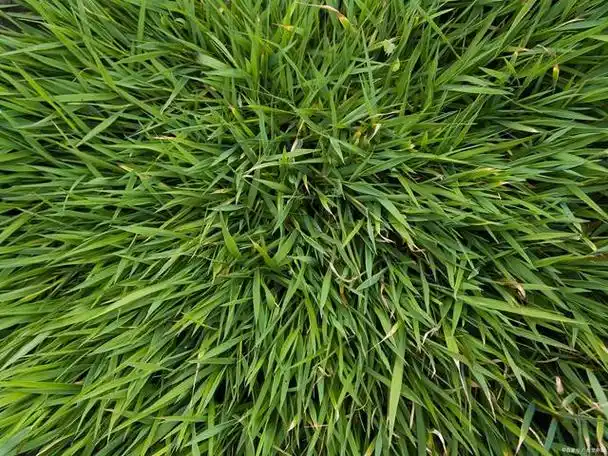 黑麦草是一种常见的草坪植物,具有良好的覆盖性和抗逆性,被广泛用于