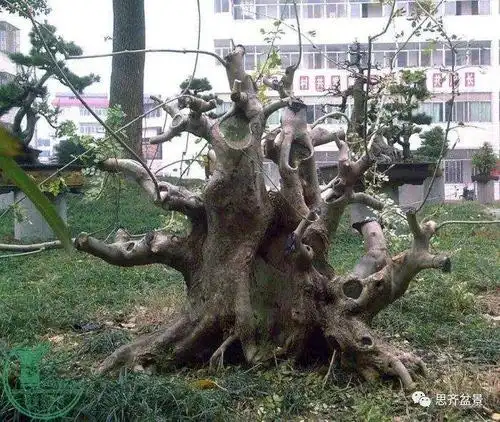 一棵矮霸对节白蜡盆景13年的制作